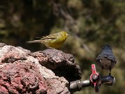 David Plant Photography - Wildlife Photographer - Canary