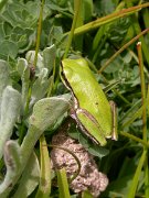 David Plant Photography - Wildlife Photographer - Stripeless tree frog