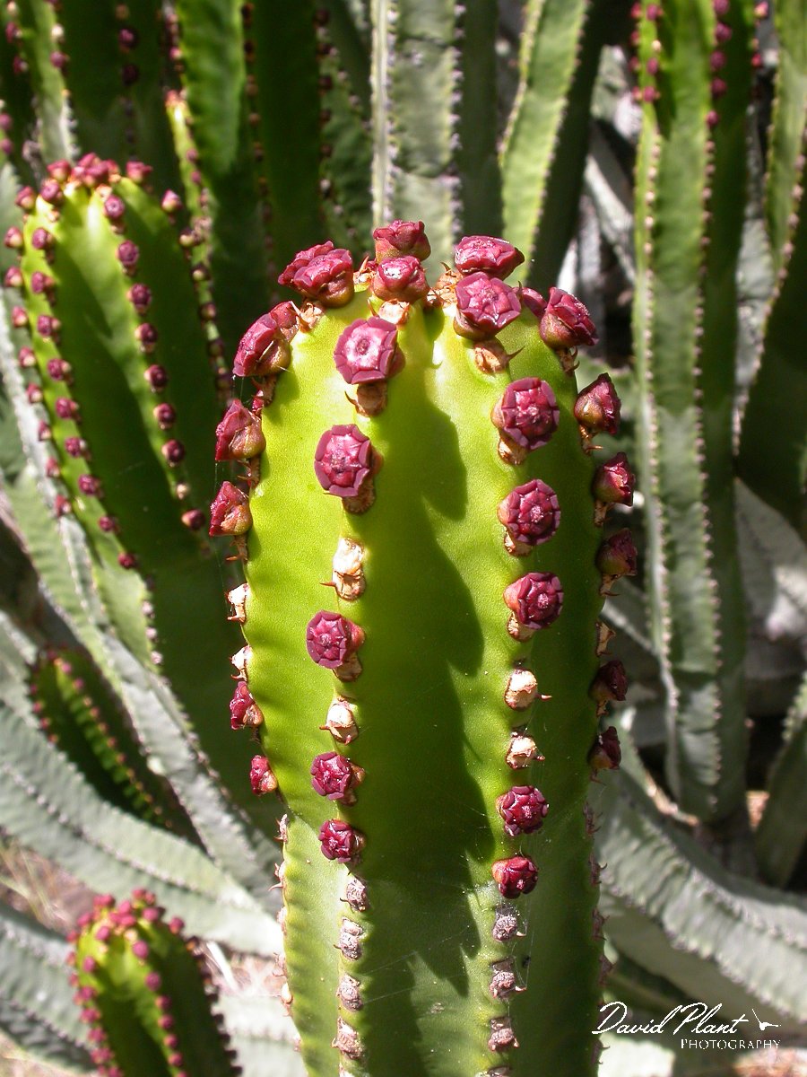 David Plant Photography - Wildlife Photographer - Canary Island cactus-spurge.JPG - Canary Island cactus-spurge