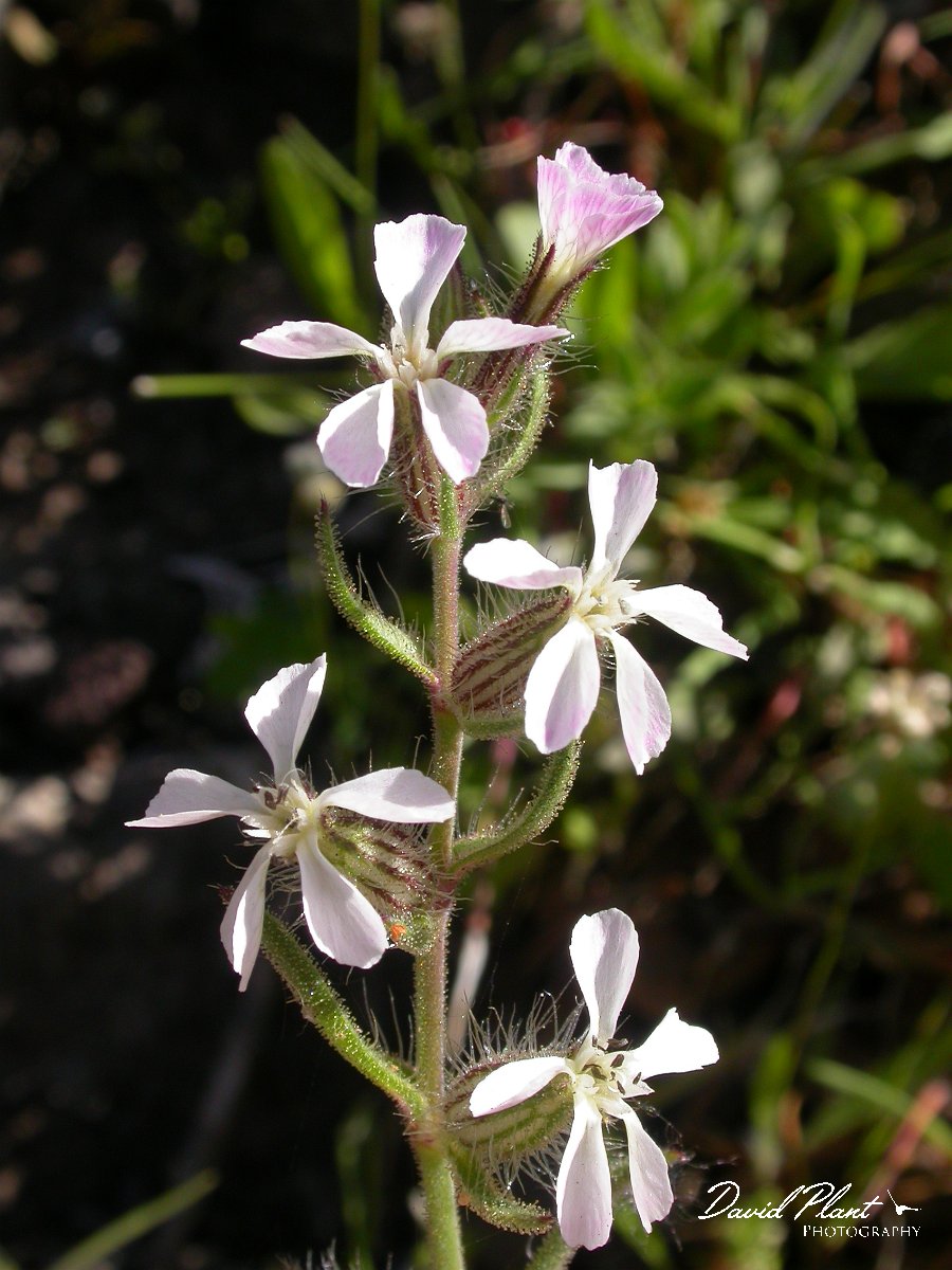 David Plant Photography - Wildlife Photographer - Silene gallica.JPG - Silene gallica