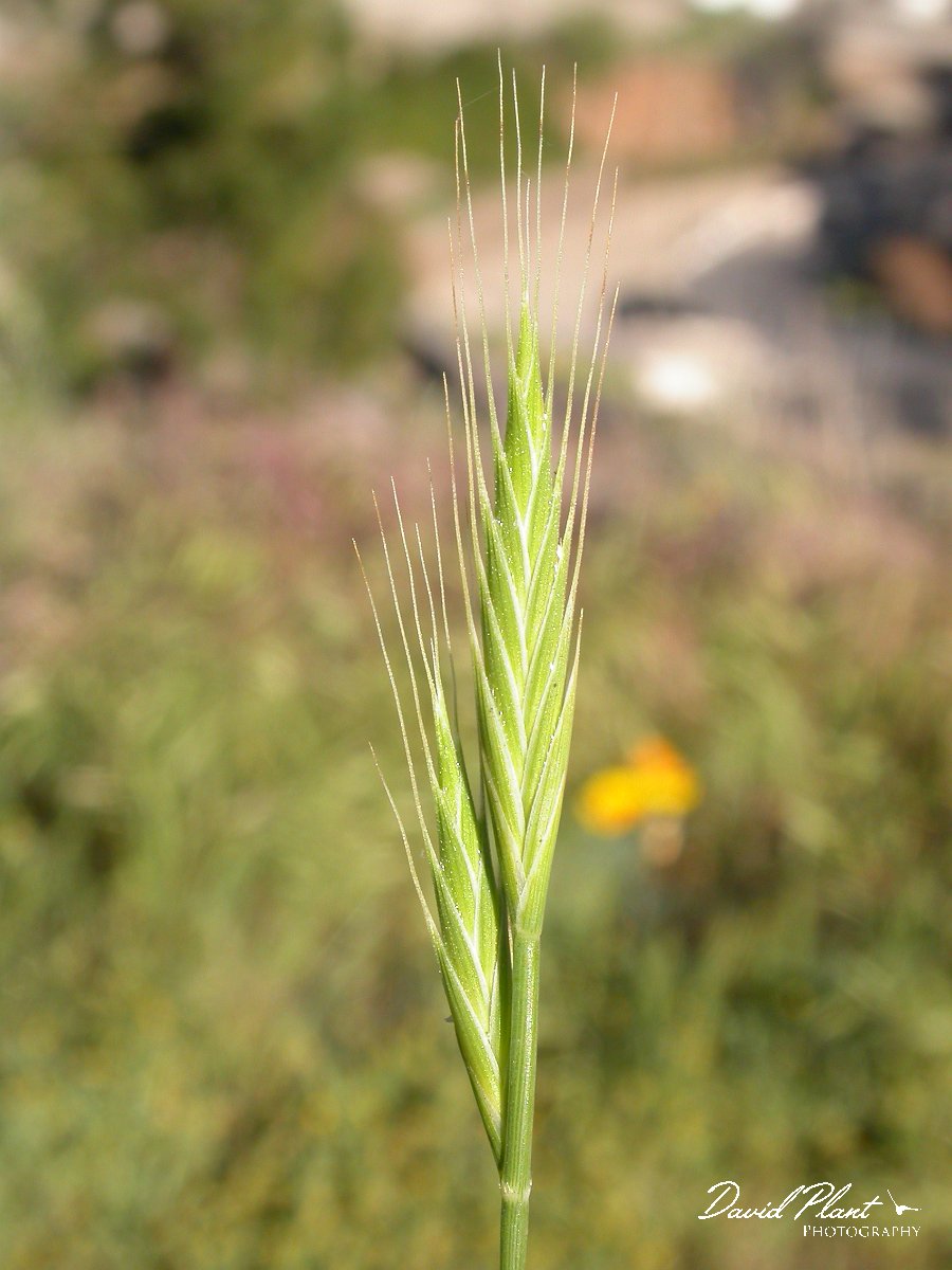 David Plant Photography - Wildlife Photographer - Stiff brome.JPG - Stiff brome
