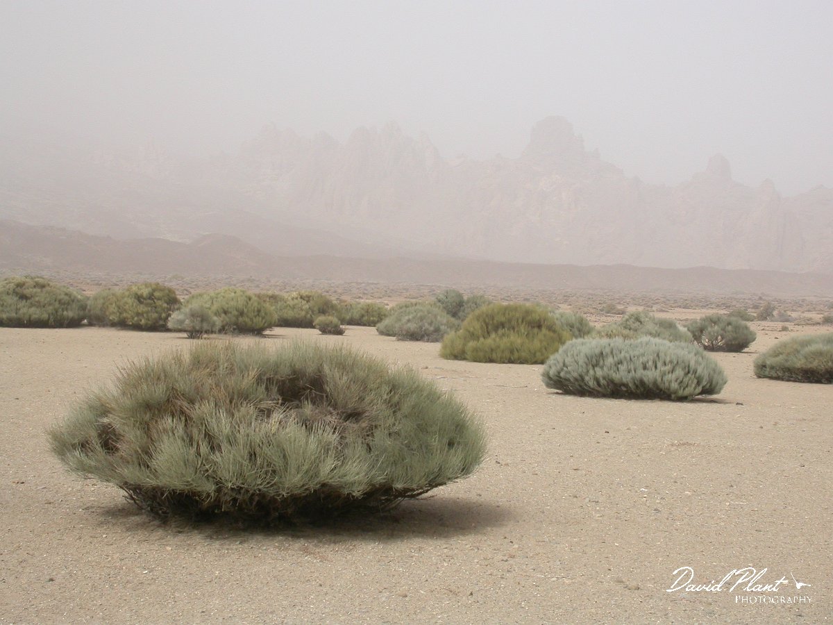 David Plant Photography - Wildlife Photographer - Teide white broom.JPG - Teide white broom