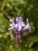 David Plant Photography - Wildlife Photographer - Lavandula canariensis