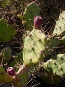 David Plant Photography - Wildlife Photographer - Opuntia dillenii