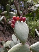 David Plant Photography - Wildlife Photographer - Opuntia tormentosa