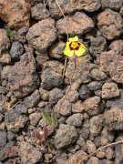 David Plant Photography - Wildlife Photographer - Tuberaria guttata