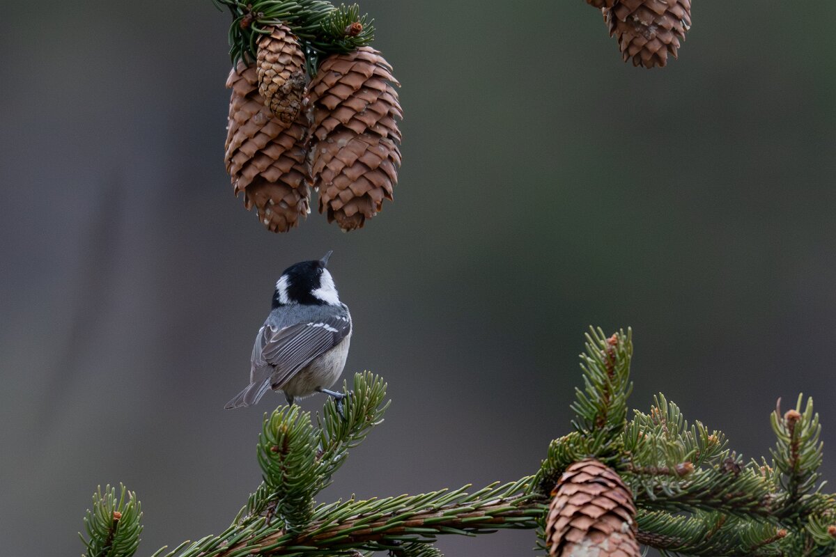 David Plant Photography - Switzerland - Coal tit - A.jpg - Coal tit - Venthône