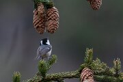David Plant Photography - Switzerland - Coal tit - A