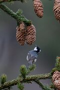 David Plant Photography - Switzerland - Coal tit - B