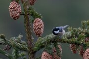David Plant Photography - Switzerland - Coal tit - C