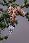 David Plant Photography - Switzerland - Coal tit - G