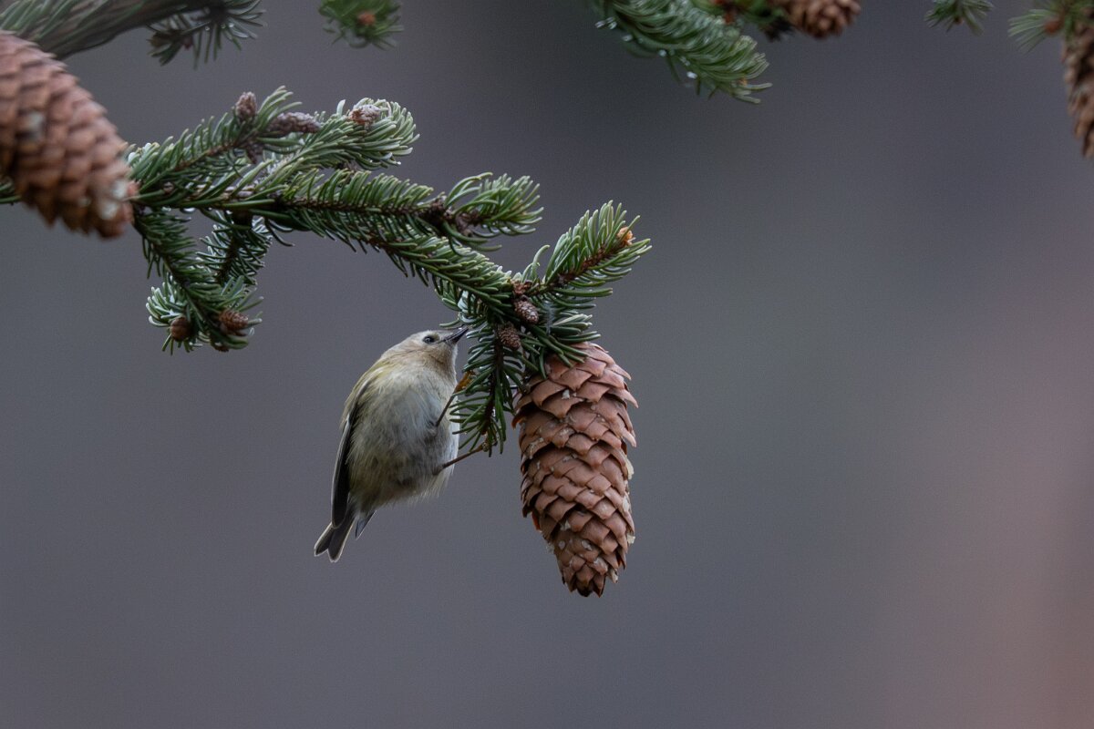 David Plant Photography - Switzerland - Goldcrest - A.jpg - Goldcrest - Venthône