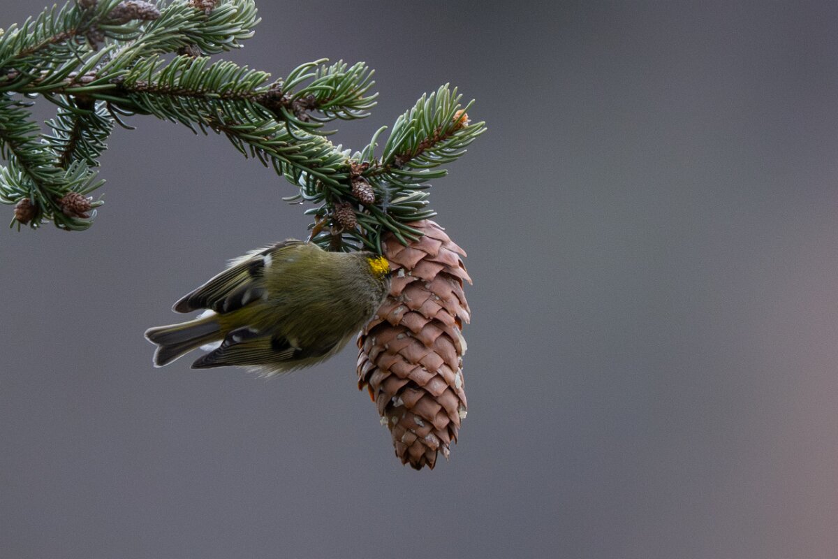 David Plant Photography - Switzerland - Goldcrest - C.jpg - Goldcrest - Venthône