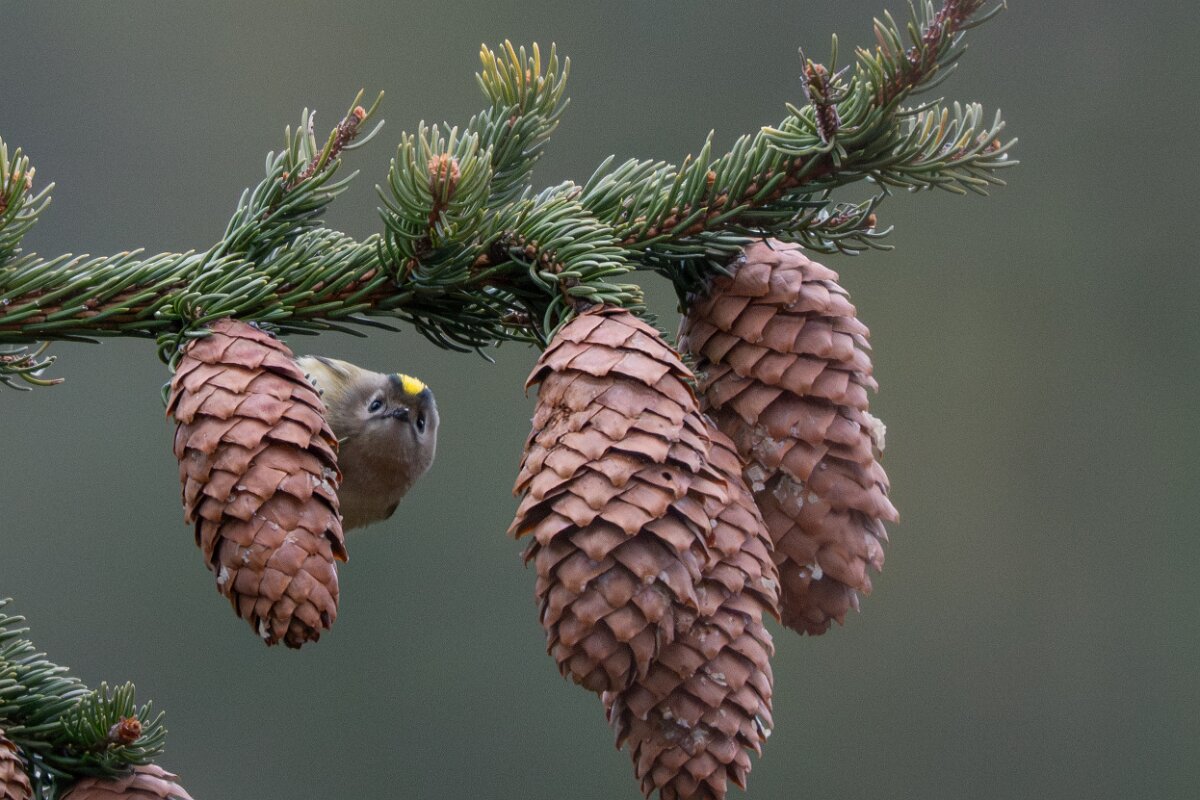 David Plant Photography - Switzerland - Goldcrest - E.jpg - Goldcrest - Venthône