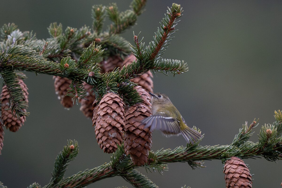 David Plant Photography - Switzerland - Goldcrest - H.jpg - Goldcrest - Venthône