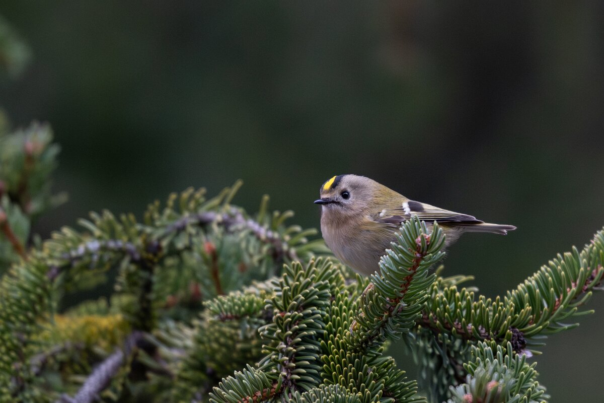 David Plant Photography - Switzerland - Goldcrest - J.jpg - Goldcrest - Venthône