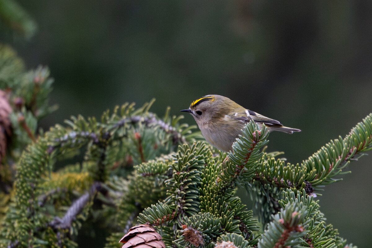 David Plant Photography - Switzerland - Goldcrest - K.jpg - Goldcrest - Venthône