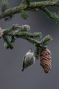 David Plant Photography - Switzerland - Goldcrest - B