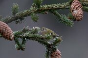 David Plant Photography - Switzerland - Goldcrest - D
