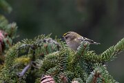 David Plant Photography - Switzerland - Goldcrest - K