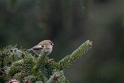 David Plant Photography - Switzerland - Goldcrest - L