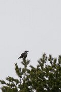 David Plant Photography - Switzerland - Spotted nutcracker - B