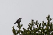 David Plant Photography - Switzerland - Spotted nutcracker - C