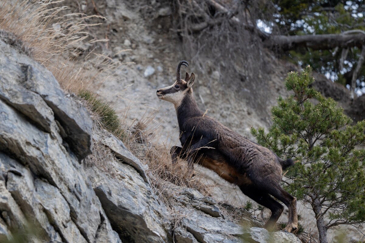 David Plant Photography - Switzerland - Alpine chamois, Rupicapra rupicapra rupicapra - D.jpg - Alpine chamois, Rupicapra rupicapra rupicapra - La Forét des Roussess, Lac de Tseuzier