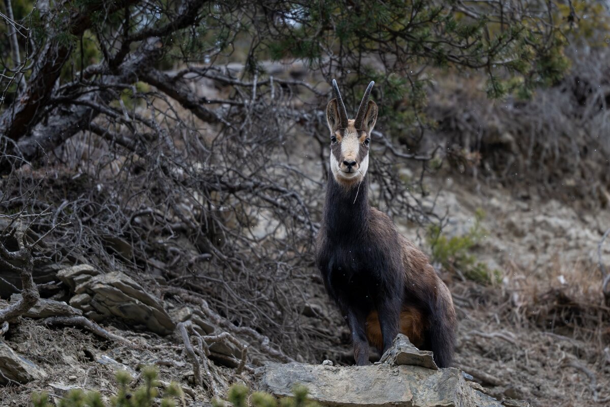 David Plant Photography - Switzerland - Alpine chamois, Rupicapra rupicapra rupicapra - E.jpg - Alpine chamois, Rupicapra rupicapra rupicapra - La Forét des Roussess, Lac de Tseuzier