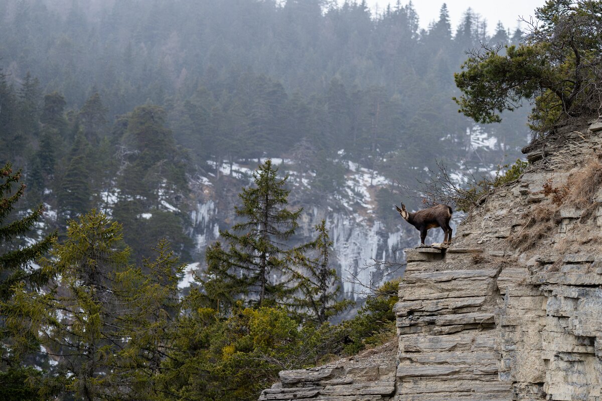 David Plant Photography - Switzerland - Alpine chamois, Rupicapra rupicapra rupicapra - I.jpg - Alpine chamois, Rupicapra rupicapra rupicapra - La Forét des Roussess, Lac de Tseuzier