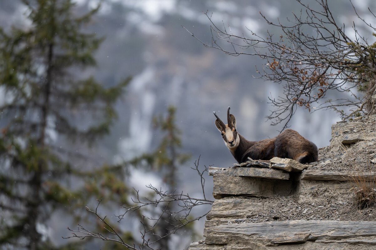 David Plant Photography - Switzerland - Alpine chamois, Rupicapra rupicapra rupicapra - M.jpg - Alpine chamois, Rupicapra rupicapra rupicapra - La Forét des Roussess, Lac de Tseuzier