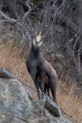 David Plant Photography - Switzerland - Alpine chamois, Rupicapra rupicapra rupicapra - A