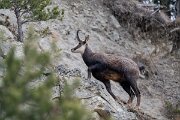 David Plant Photography - Switzerland - Alpine chamois, Rupicapra rupicapra rupicapra - C