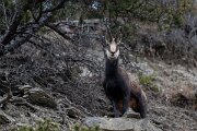David Plant Photography - Switzerland - Alpine chamois, Rupicapra rupicapra rupicapra - E