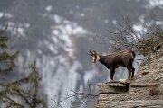 David Plant Photography - Switzerland - Alpine chamois, Rupicapra rupicapra rupicapra - H