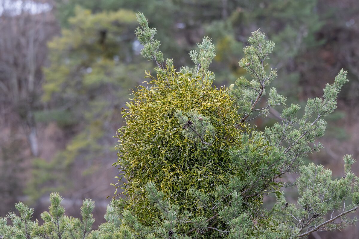 David Plant Photography - Switzerland - European mistletoe, Viscum album austriacum - A.jpg - European mistletoe, Viscum album austriacum - Venthône