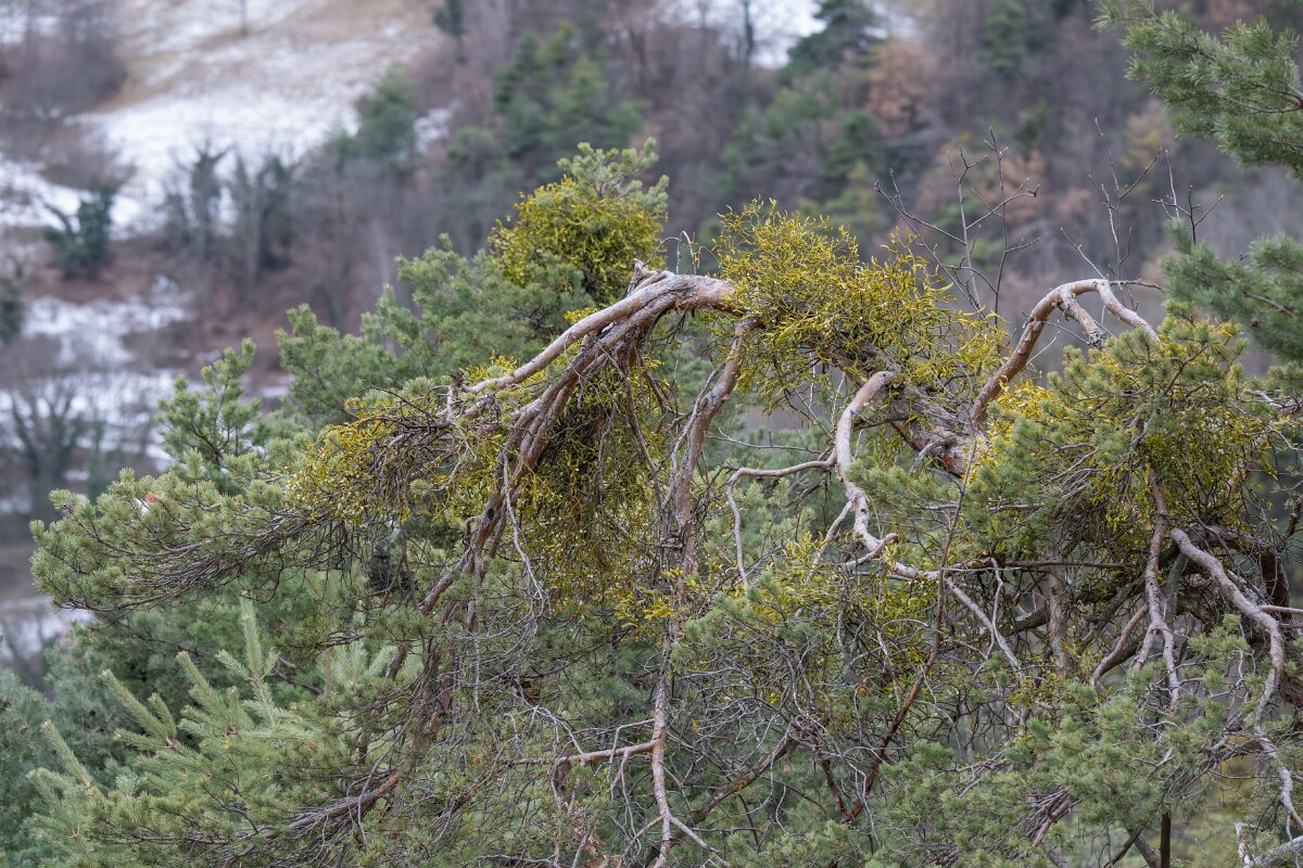 David Plant Photography - Switzerland - European mistletoe, Viscum album austriacum - B.jpg - European mistletoe, Viscum album austriacum - Venthône