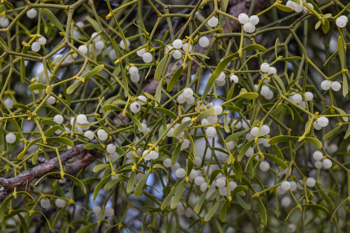 David Plant Photography - Switzerland - European mistletoe, Viscum album austriacum - D.jpg - European mistletoe, Viscum album austriacum - Venthône