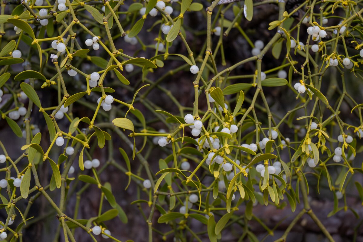 David Plant Photography - Switzerland - European mistletoe, Viscum album austriacum - F.jpg - European mistletoe, Viscum album austriacum - Venthône