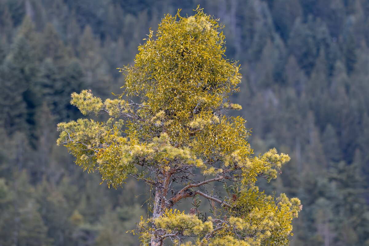 David Plant Photography - Switzerland - European mistletoe, Viscum album austriacum - I.jpg - European mistletoe, Viscum album austriacum - Venthône