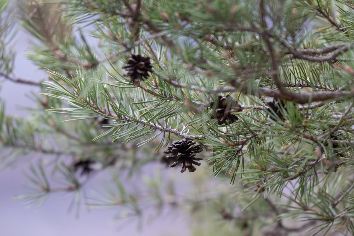 David Plant Photography - Switzerland - Scot's pine, Pinus sylvestris - B.jpg - Scot's pine, Pinus sylvestris - La Forét des Roussess, Lac de Tseuzier