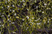 David Plant Photography - Switzerland - European mistletoe, Viscum album austriacum - F