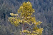 David Plant Photography - Switzerland - European mistletoe, Viscum album austriacum - I