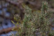 David Plant Photography - Switzerland - Scot's pine, Pinus sylvestris - A