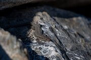 David Plant Photography - Switzerland - Common wall lizard - B