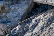 David Plant Photography - Switzerland - Common wall lizard - E