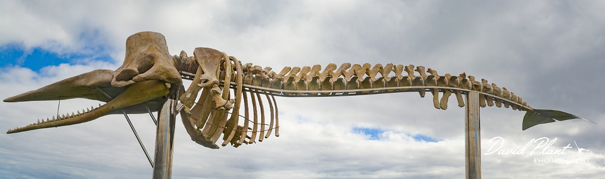 DSC_1929 Panorama-3.JPG - Skeleton of Sperm Whale, Morro Jable - Fuerteventura