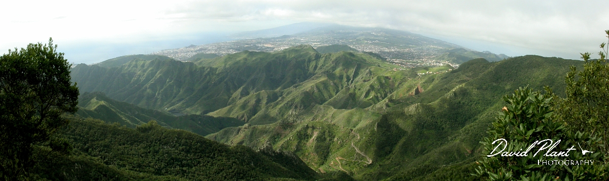David Plant Photography - Wildlife Photographer - Anaga - Tenerife.jpg - Anaga - Tenerife