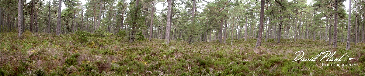 David Plant Photography - Wildlife Photographer - Caledonian woodland.jpg - Caledonian woodland