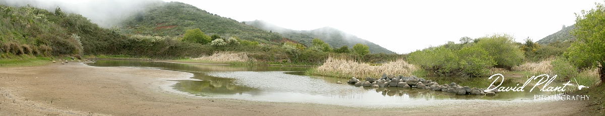 David Plant Photography - Wildlife Photographer - Erjos ponds - Tenerife.jpg - Erjos ponds - Tenerife